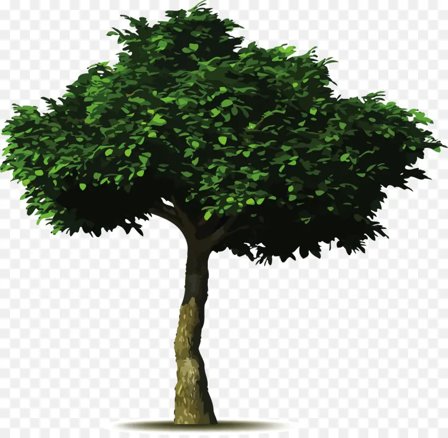 общие фиг，дерево PNG