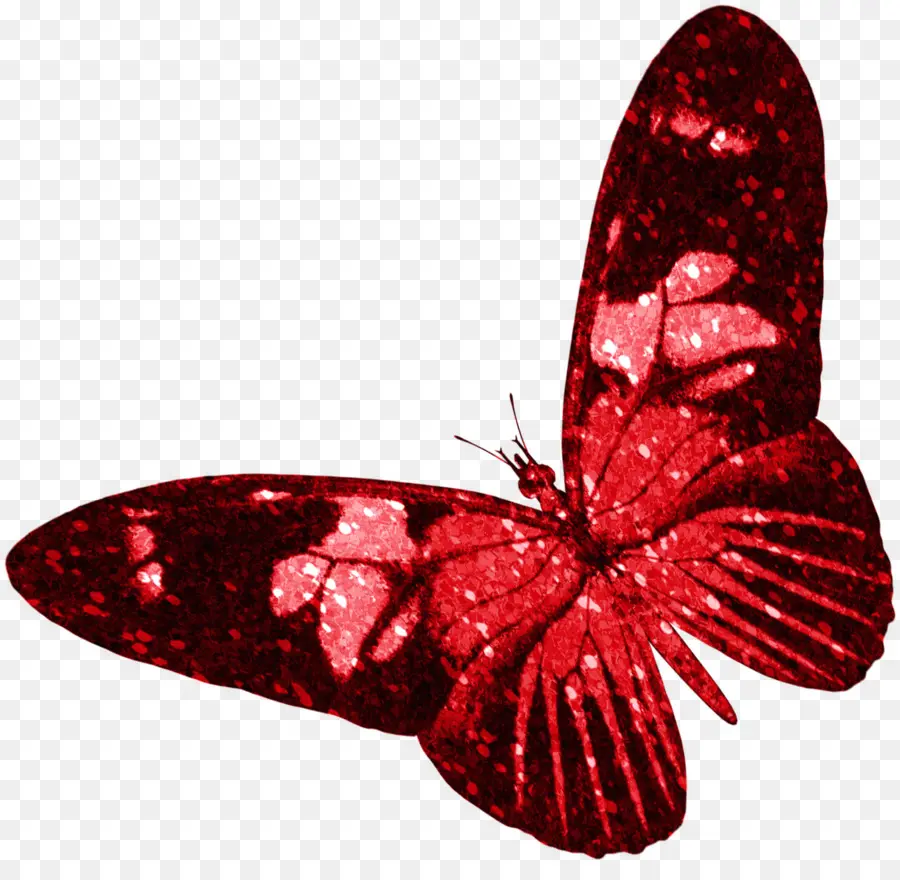 бабочка，насекомое PNG