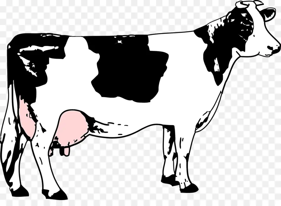 голштино фризской породы крупного рогатого скота，крупный рогатый скот PNG