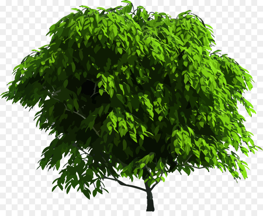 дерево，Royaltyfree PNG