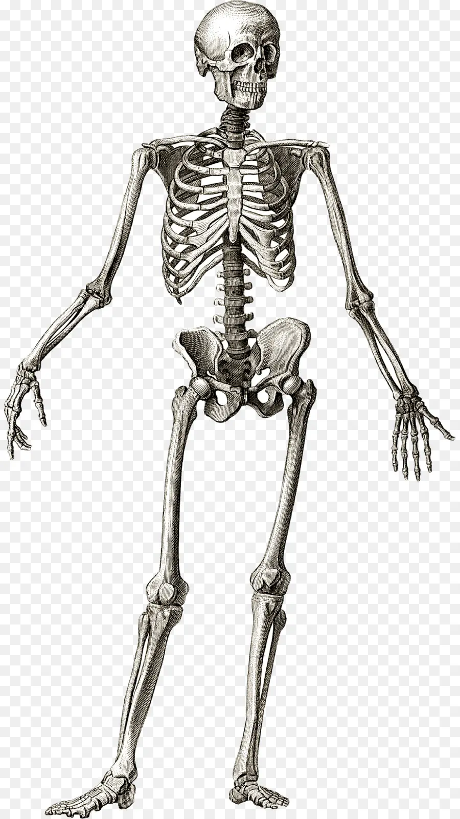 скелет человека，анатомия PNG