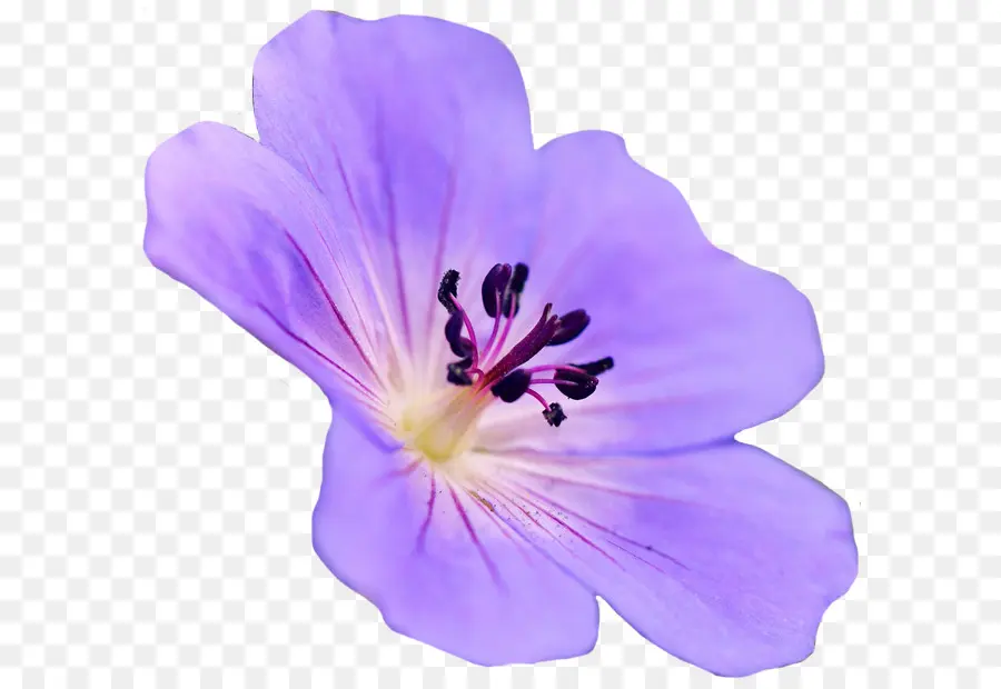 гербера Jamesonii，цветок PNG