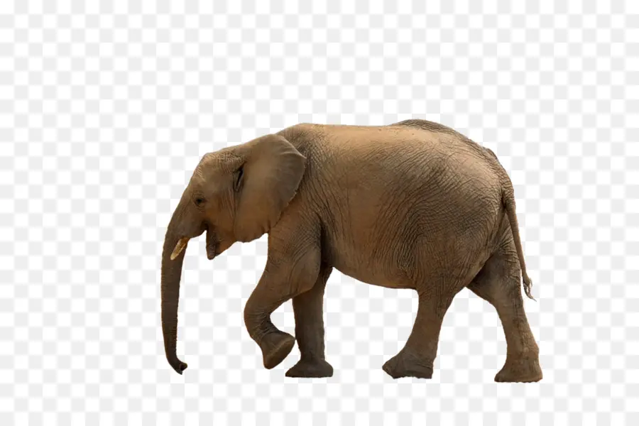 африканский слон Буша，азиатский слон PNG