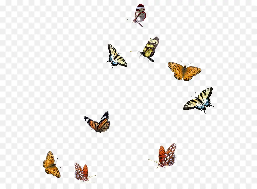 бабочка，оверлей PNG