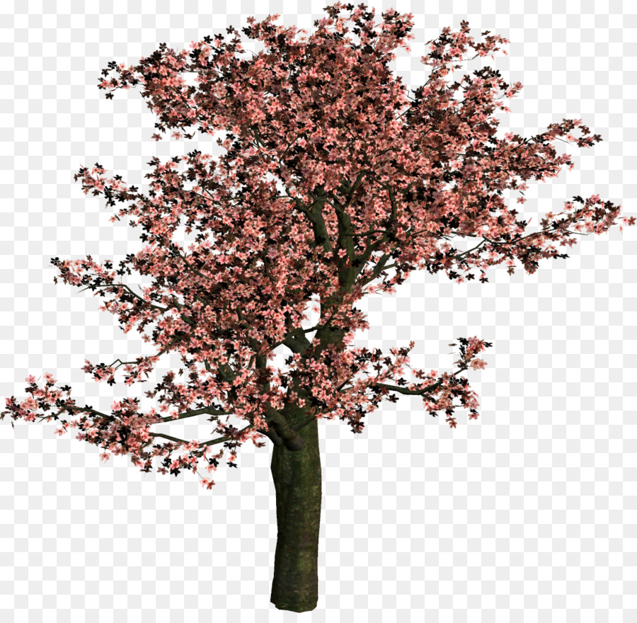 дерево，кустарник PNG