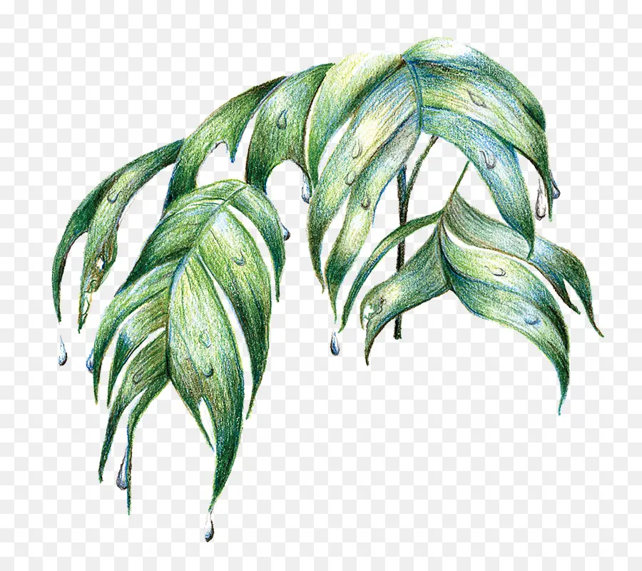 Амазонки，лист PNG