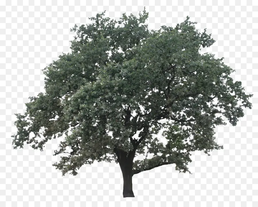 дерево，дуб PNG