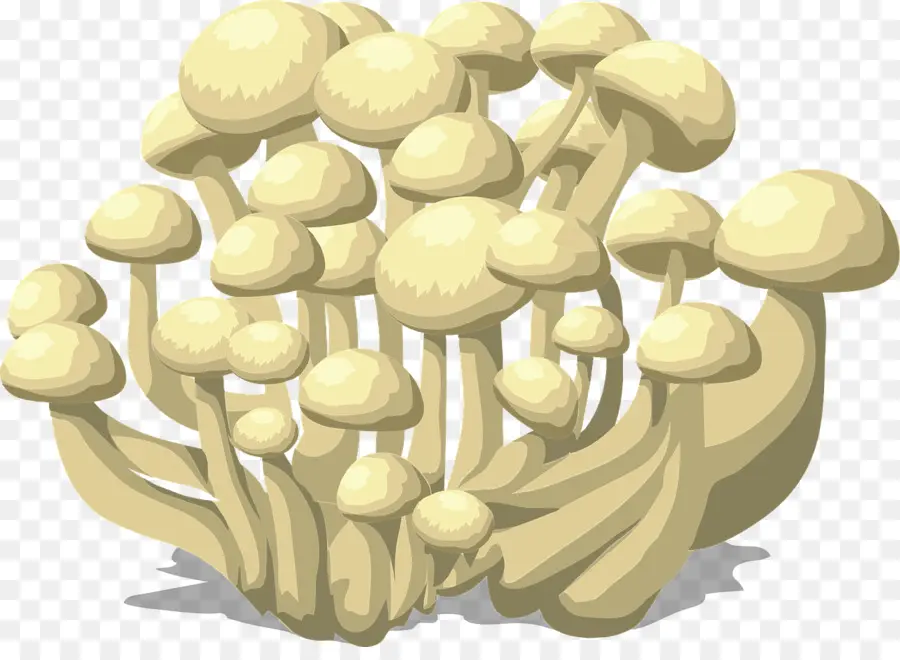 протистов и грибов，грибок PNG