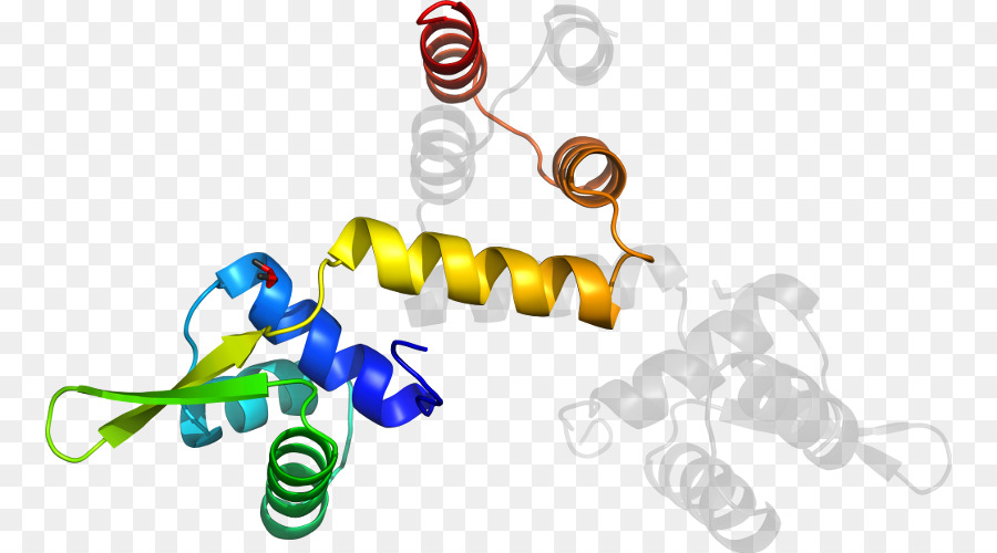 Белковая спираль，Молекула PNG
