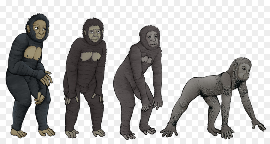 горилла，шимпанзе PNG