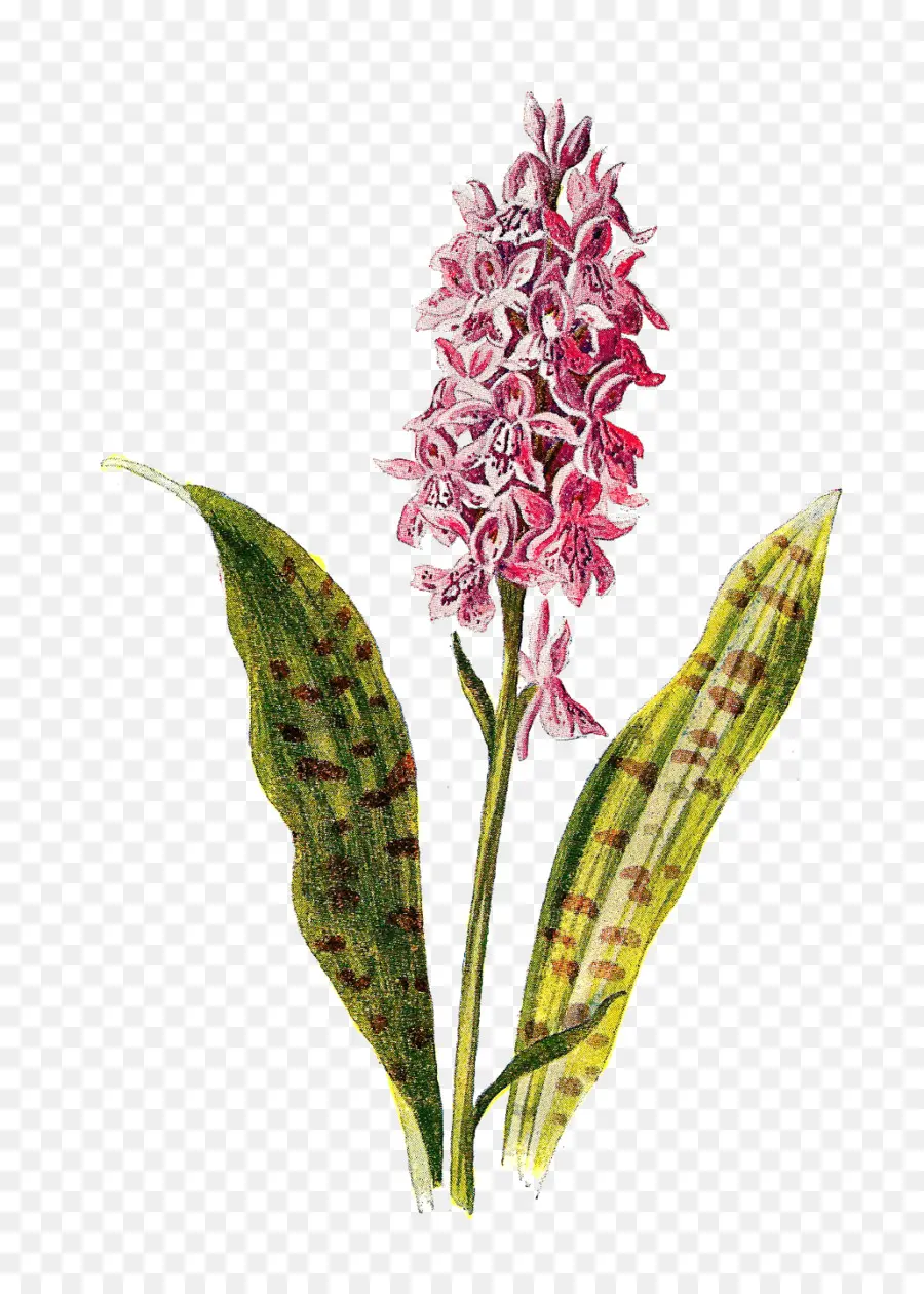 цветок，орхидеи PNG