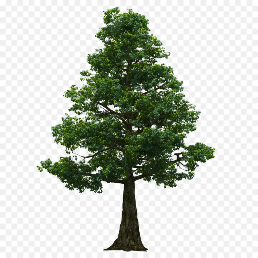 дерево，Photoscape PNG