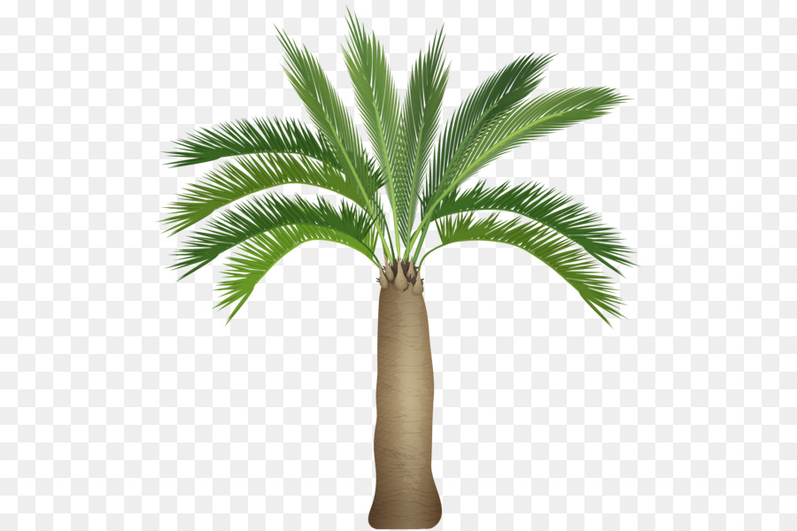 Arecaceae，рисунок PNG