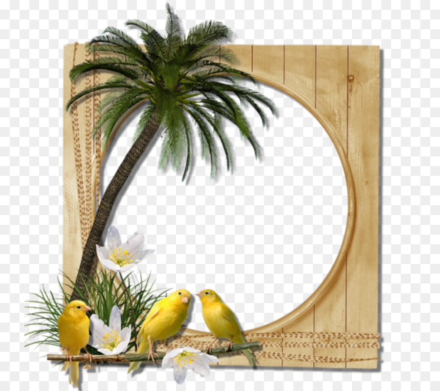 Picture Frames，Photography PNG