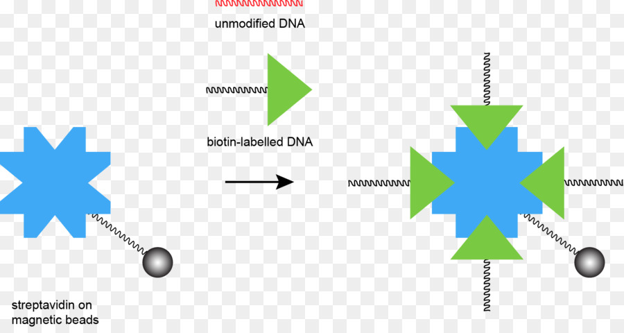стрептовидин，ДНК PNG