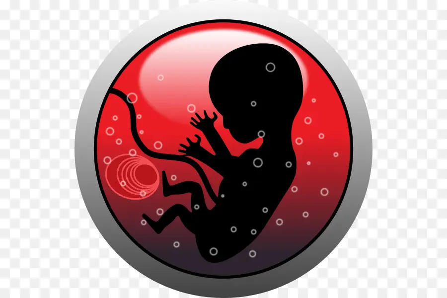 Embryo，Human Embryogenesis PNG