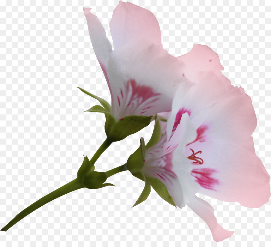 цветок，компьютерное программное обеспечение PNG