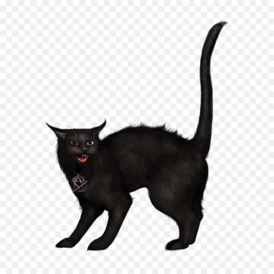 Шипящая черная кошка，Кот PNG