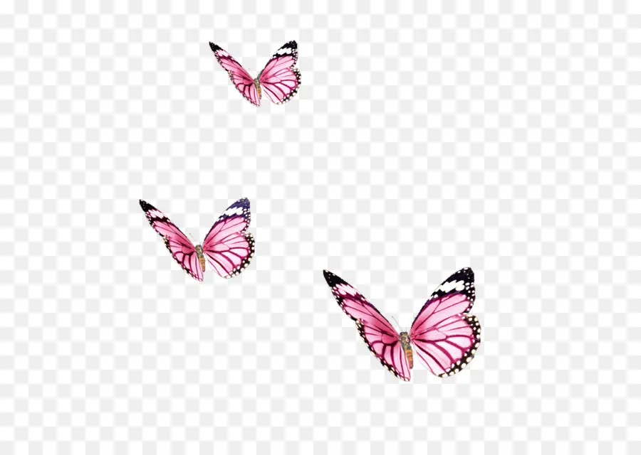 бабочка，цвет PNG