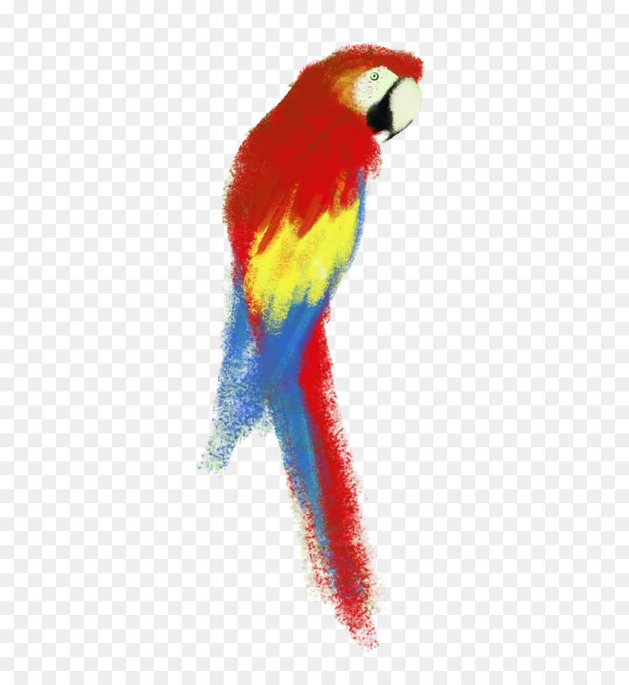 попугай，волнистый попугайчик PNG