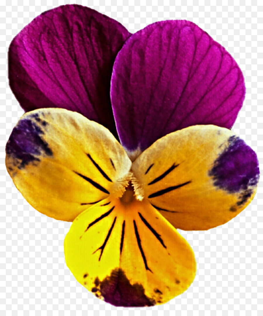 анютины глазки，Flower PNG