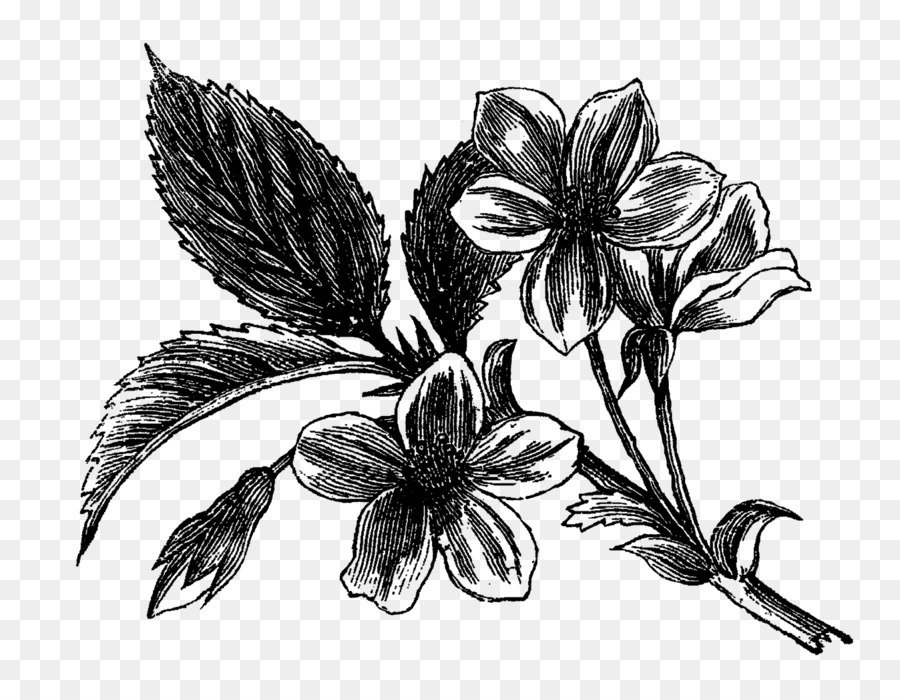 цветение кизила，рисунок PNG