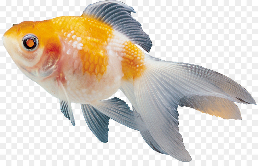 Фото рыбки на прозрачном фоне