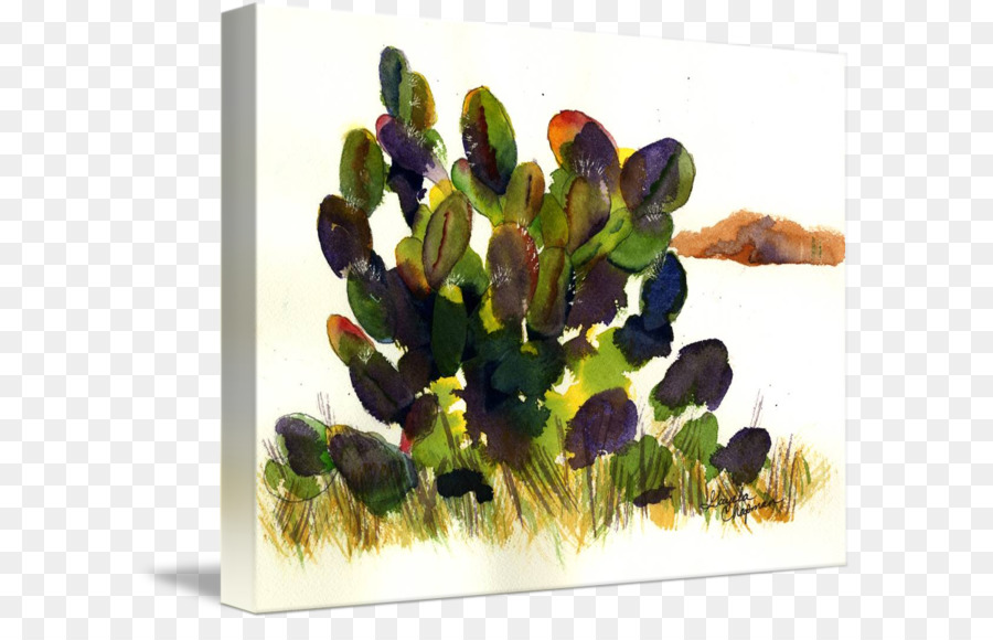 кактусовых，живопись PNG
