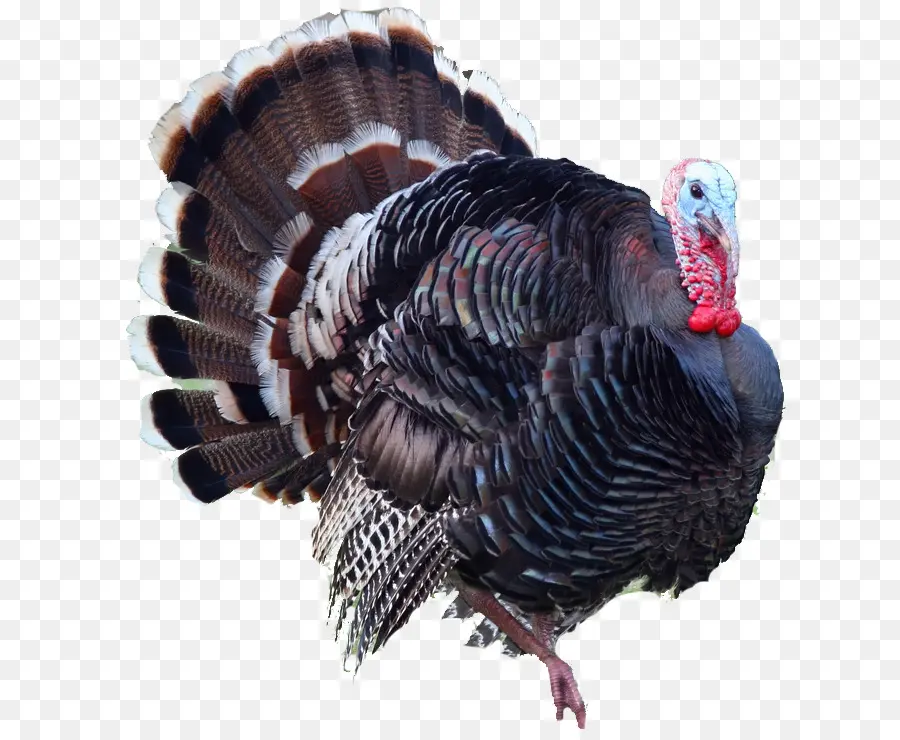 Турция охота，мясо индейки PNG