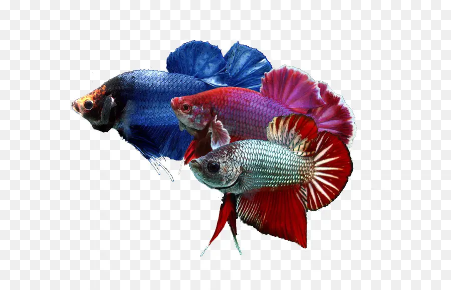 сиамские боевые рыбы，Золотая рыбка PNG