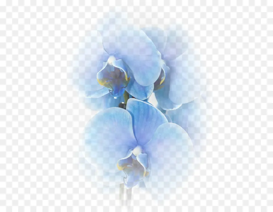 орхидеи，синий PNG