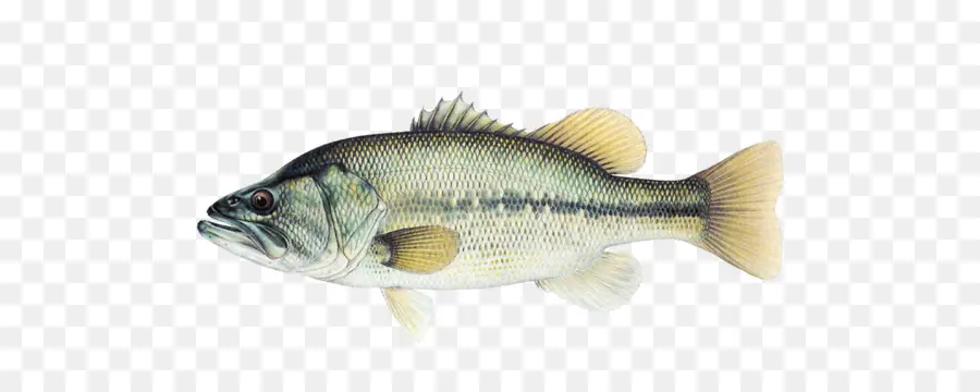 большеротый окунь，рыбы PNG