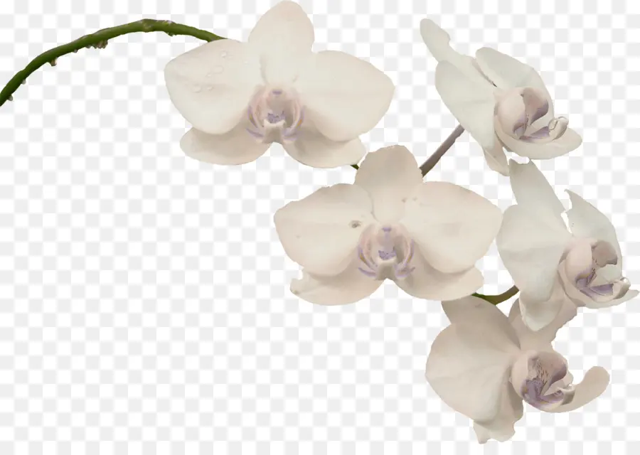 орхидеи，завод PNG