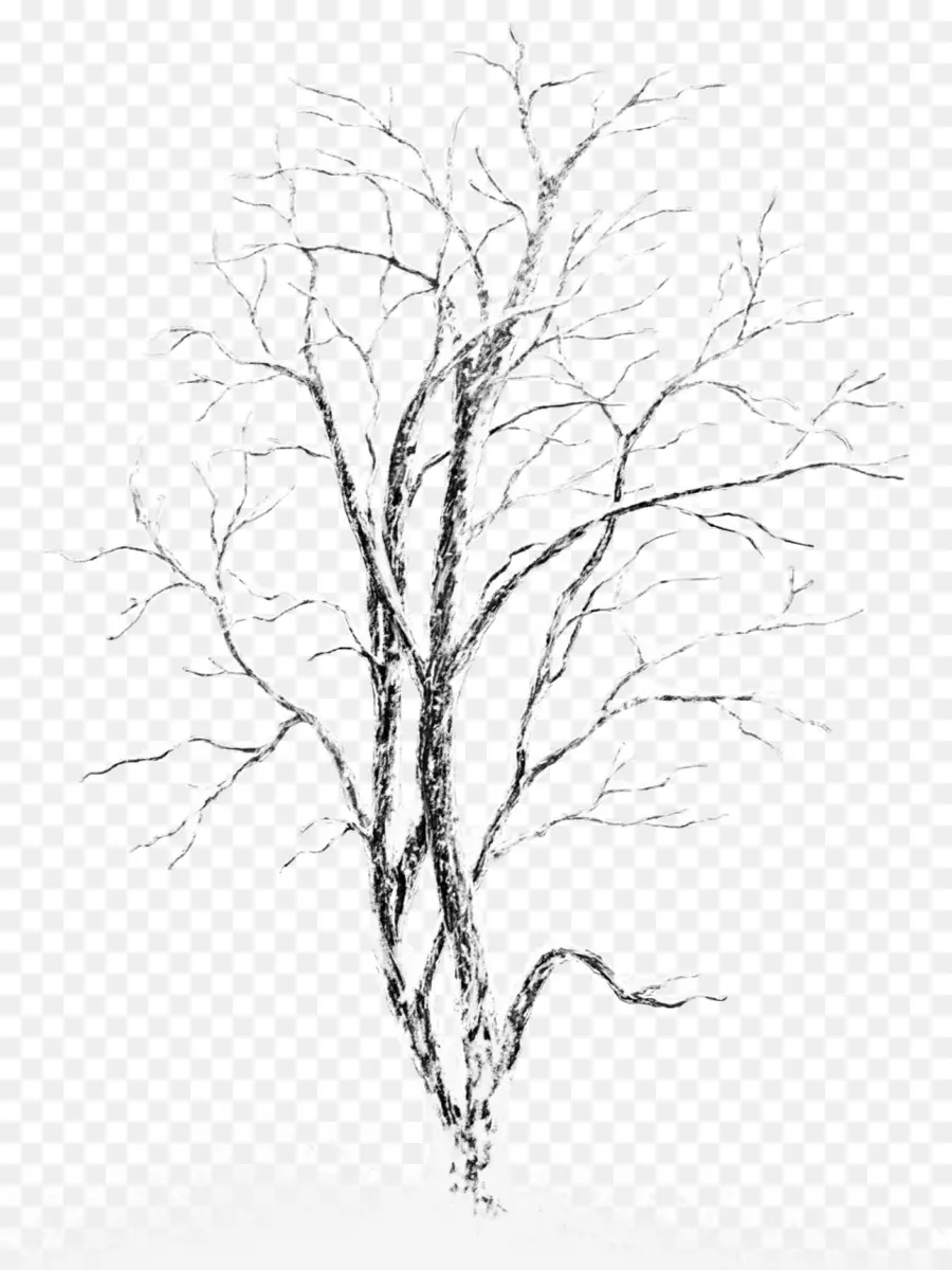 дерево，фотомонтаж PNG