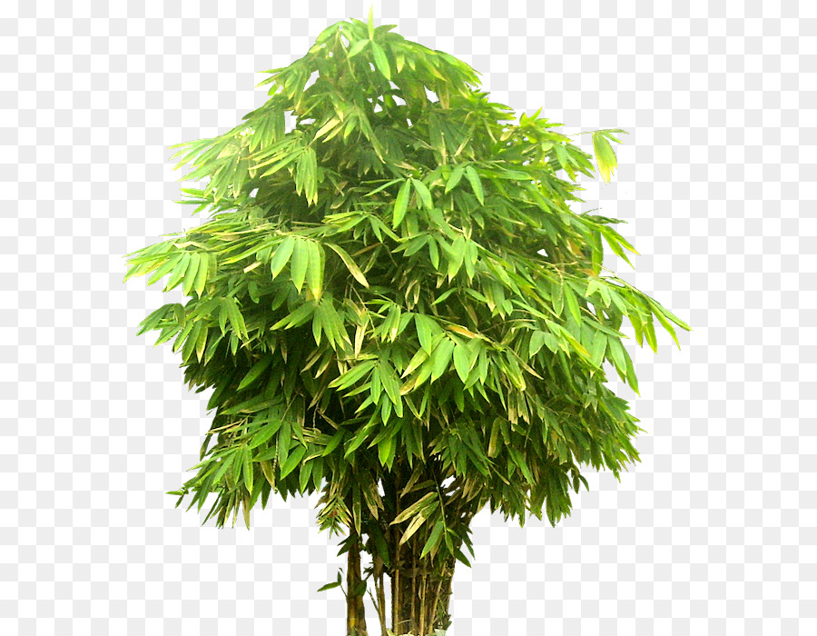 дерево，бамбук PNG