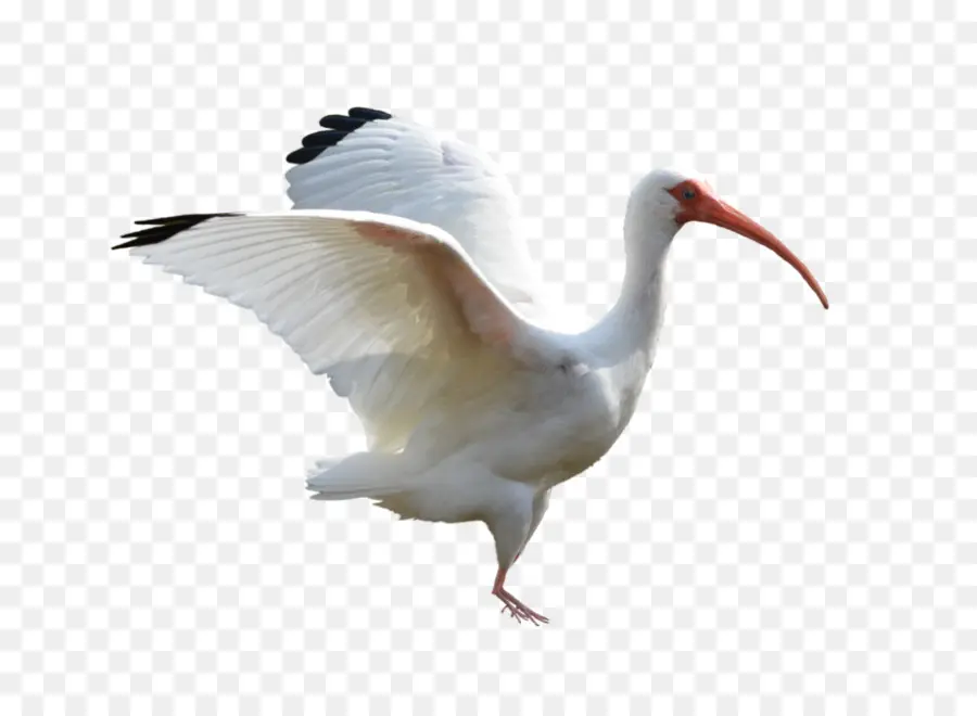 птица，ибис PNG