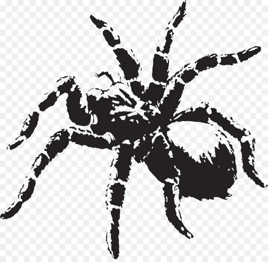 паук，тарантул PNG