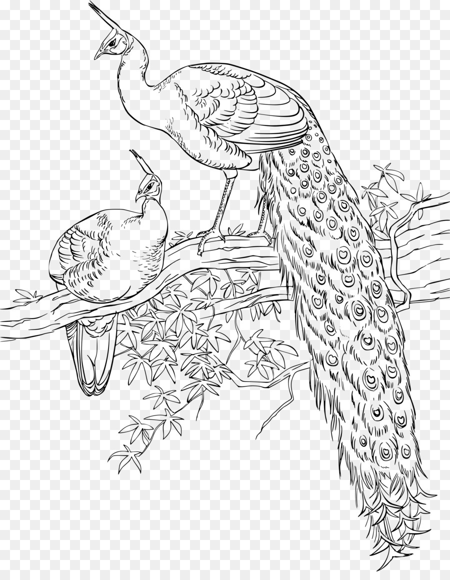 Раскраска птица Павлин