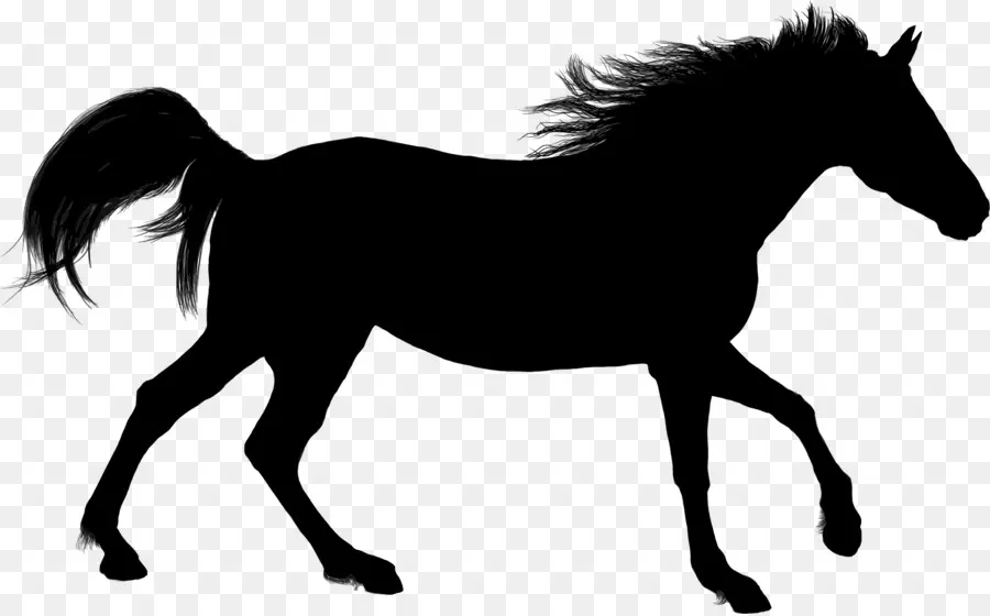 арабская лошадь，американский пейнтхорс PNG
