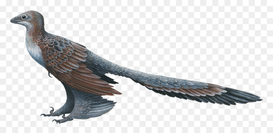 Changyuraptor，микрораптор PNG
