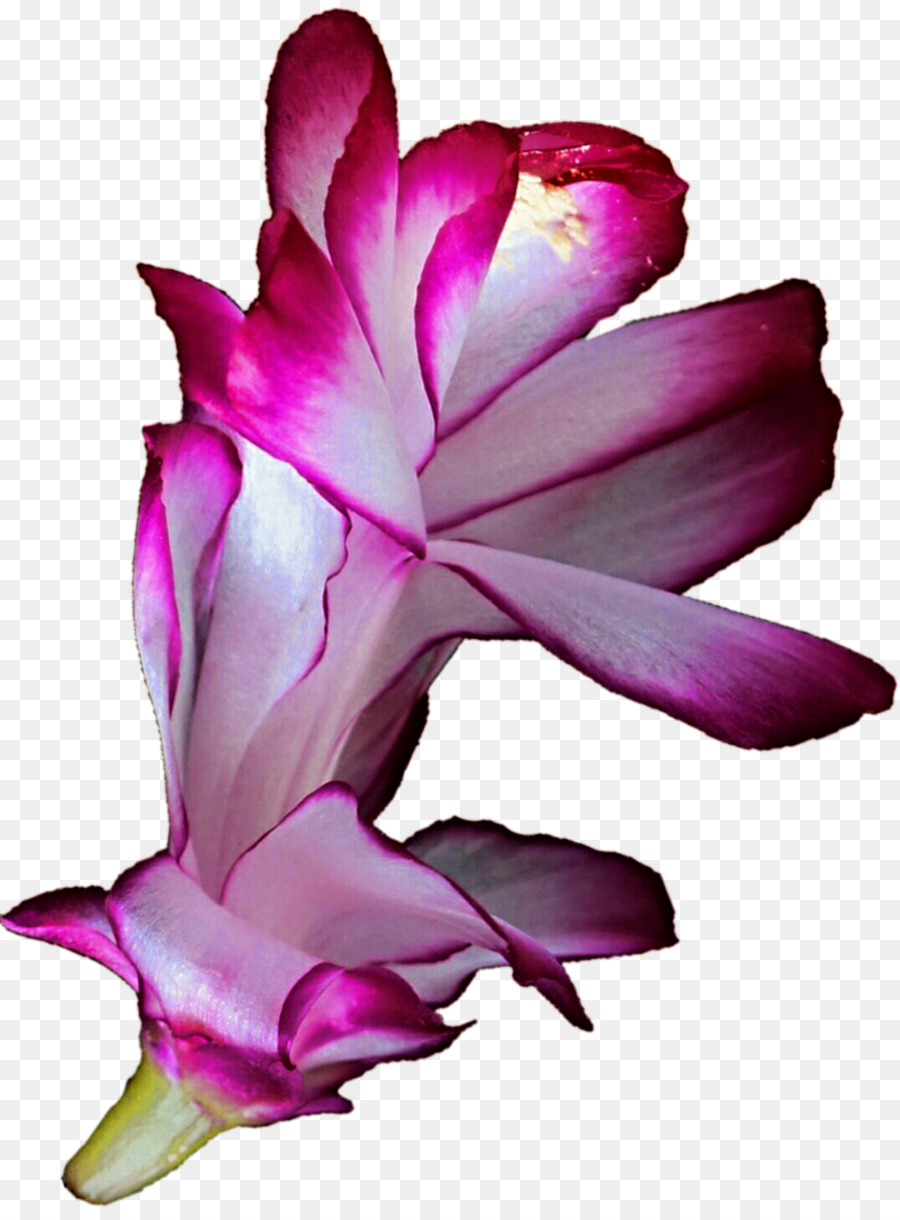цветок，кактусовых PNG