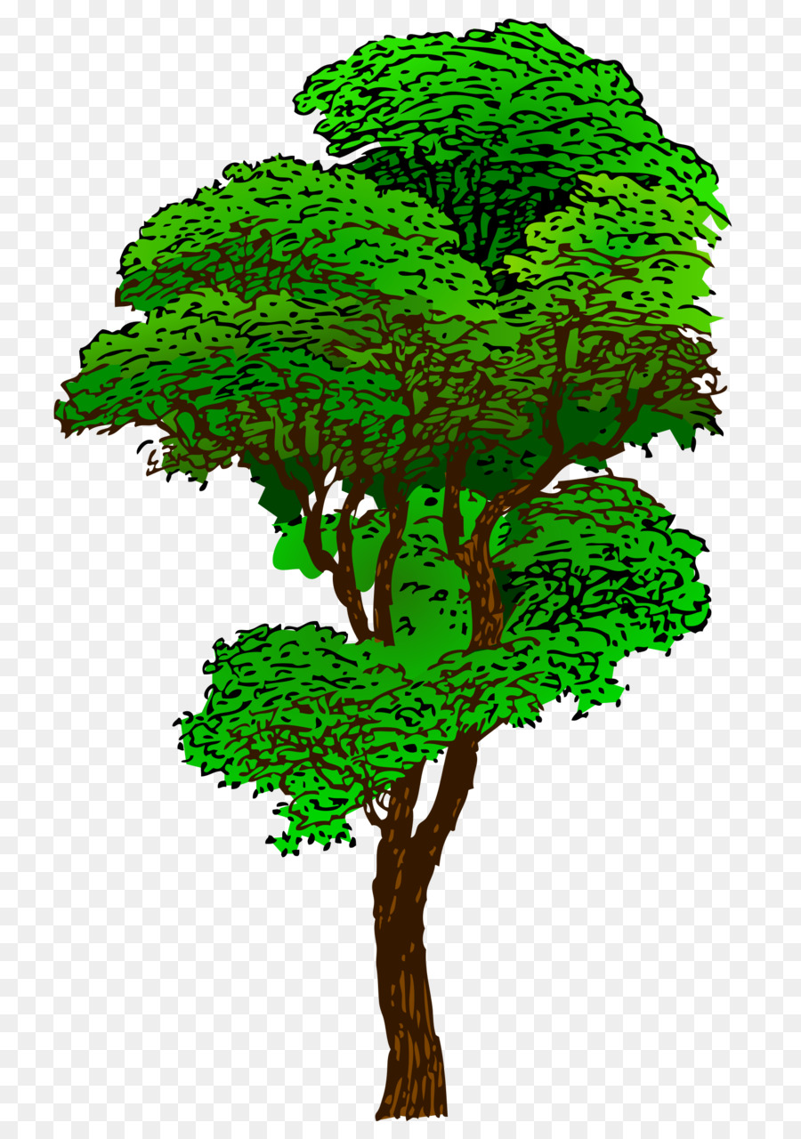 дерево，рисунок PNG