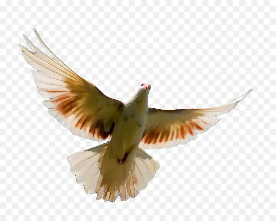 птица，почтовый голубь PNG