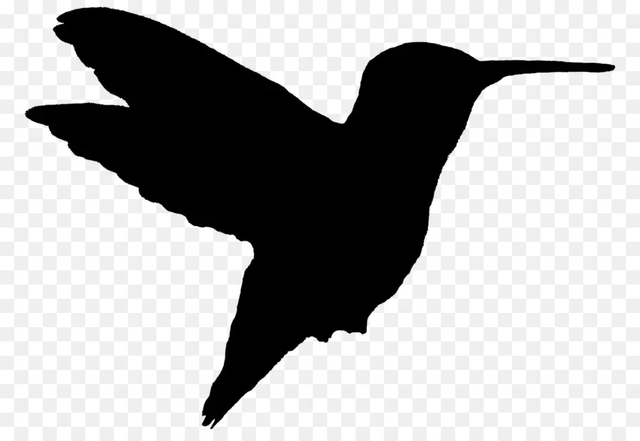 птица，Колибри PNG