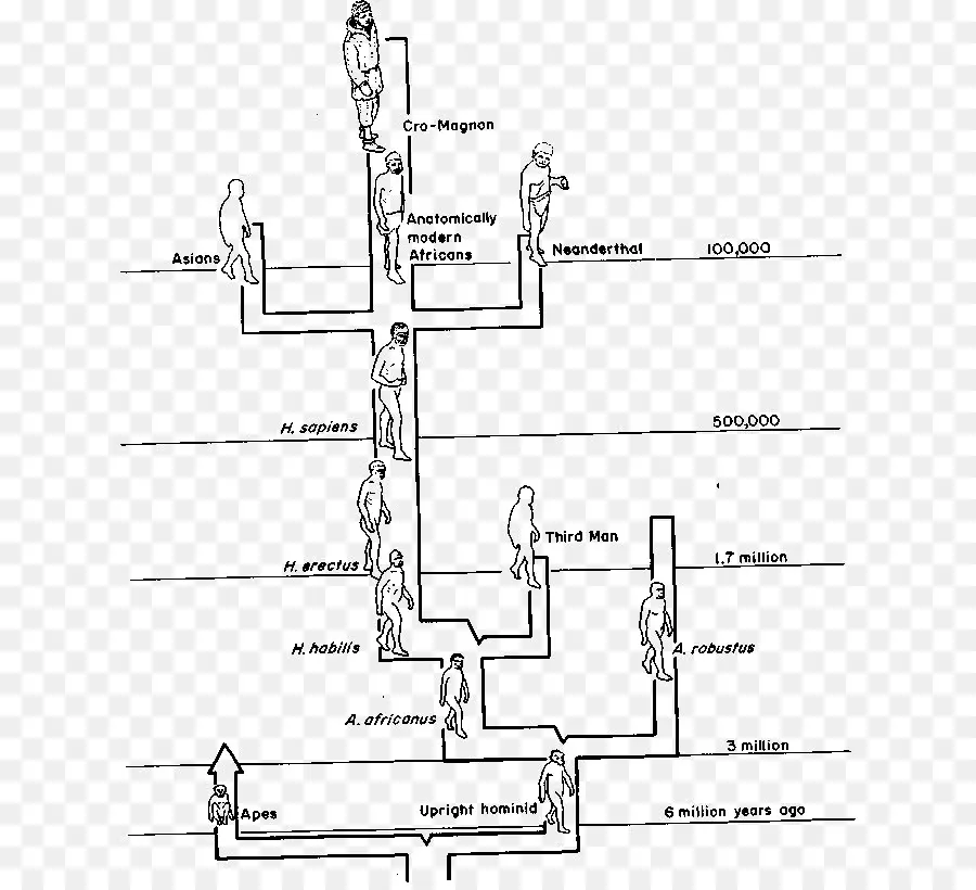 Эволюция человека，Родословная PNG
