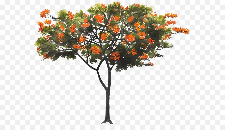 дерево，в Cordia Boissieri PNG