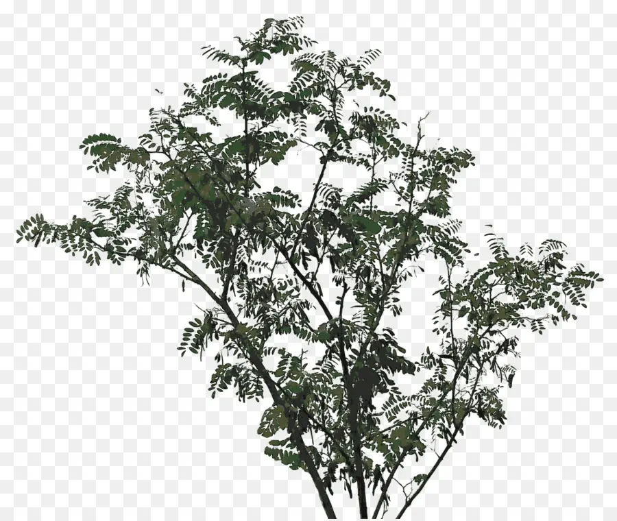 дерево，черный саранчи PNG