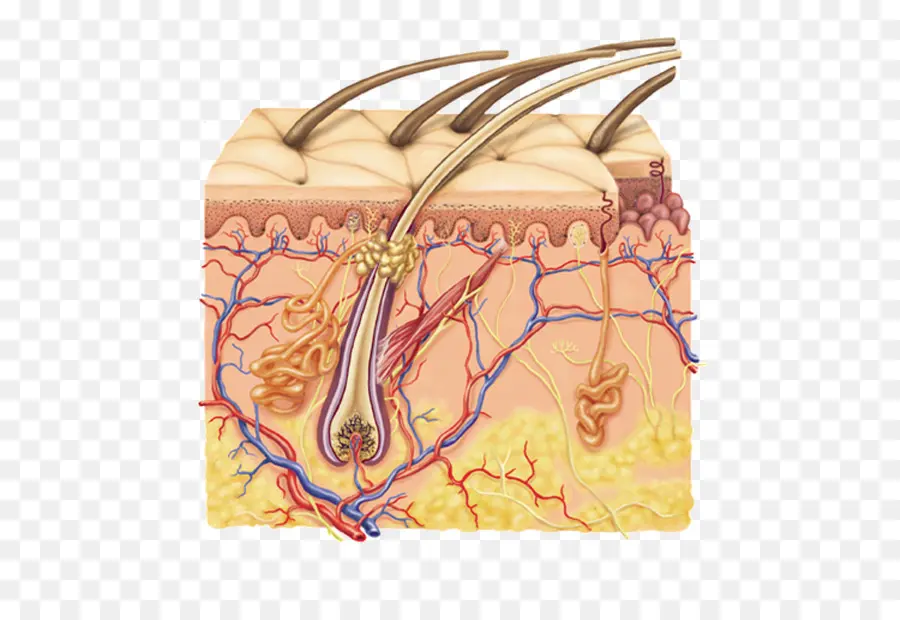 подкожной клетчатки，кожа PNG