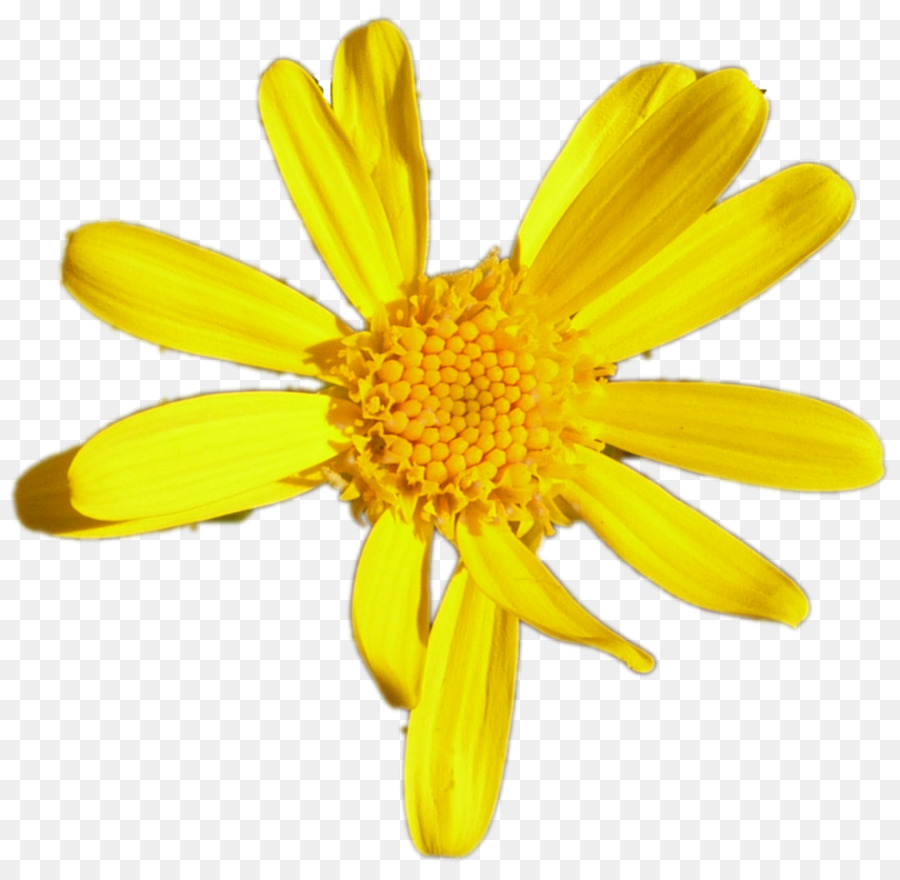 цветок，общие Дейзи PNG
