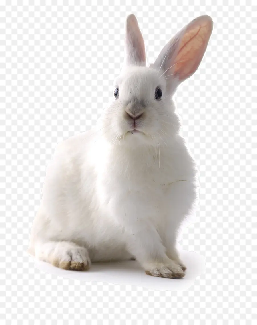 белый кролик，кролик PNG